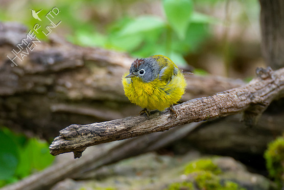 4-28-22 Nashville Warbler