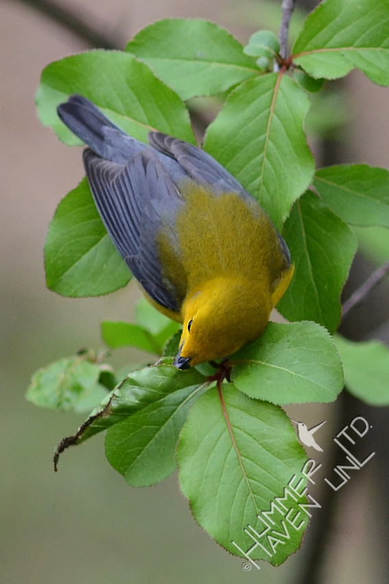 Prothonotary Warbler