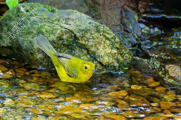 8-31-22 Wilson's Warbler female