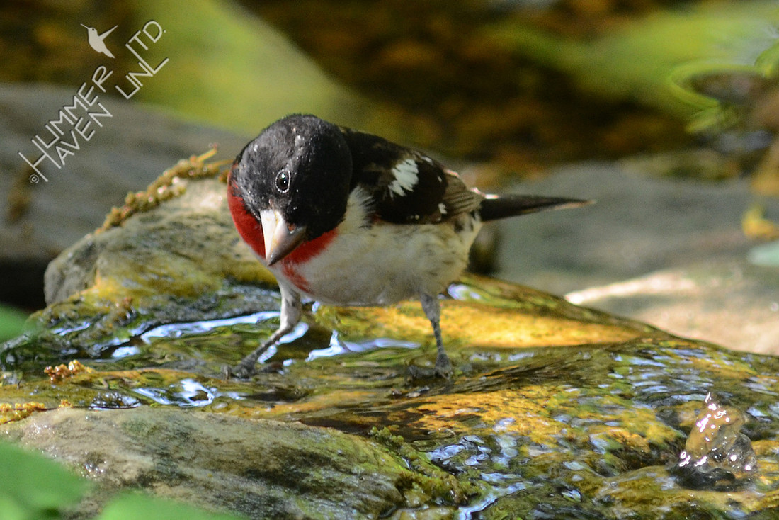 Rose-breasted Grosbeak
