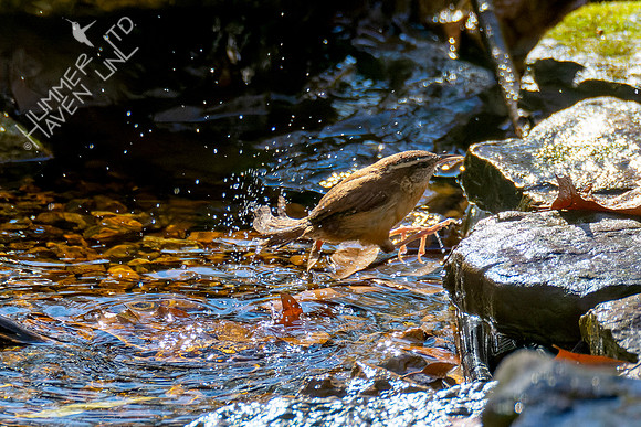 11-10-24 Carolina Wren