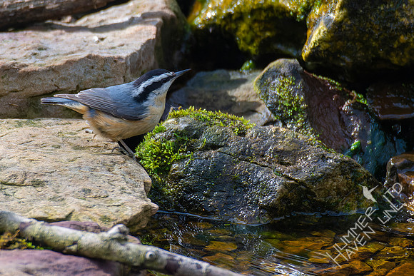 4-23-22 Red-breasted Nuthatch