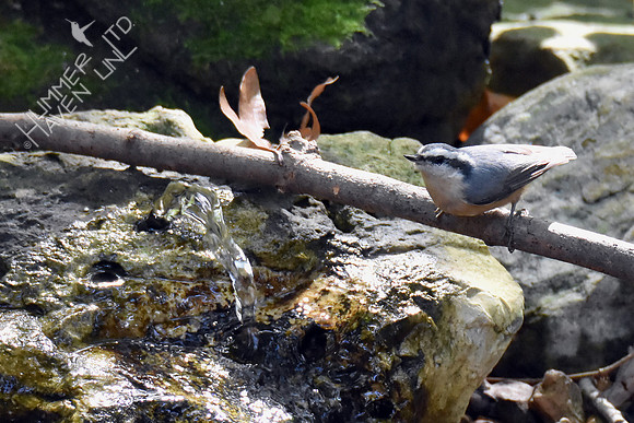 Red-breasted Nuthatch 10-9-16