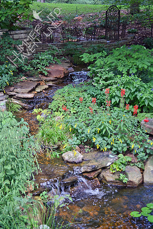 Water Garden for Wildlife on 9-10-14