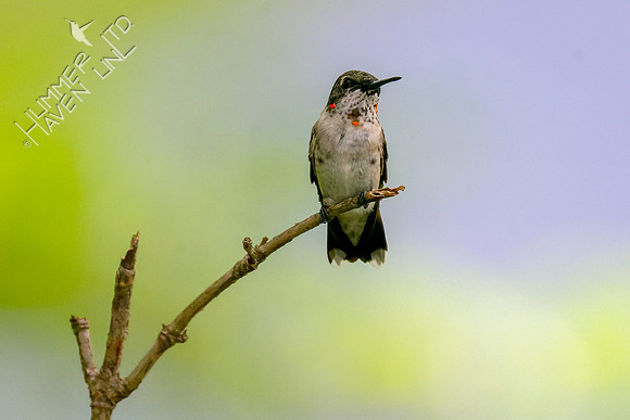 8-28-22 Ruby-throated Hummingbird immature