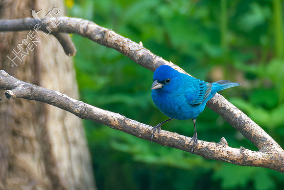 4-22-22 FOY Indigo Bunting