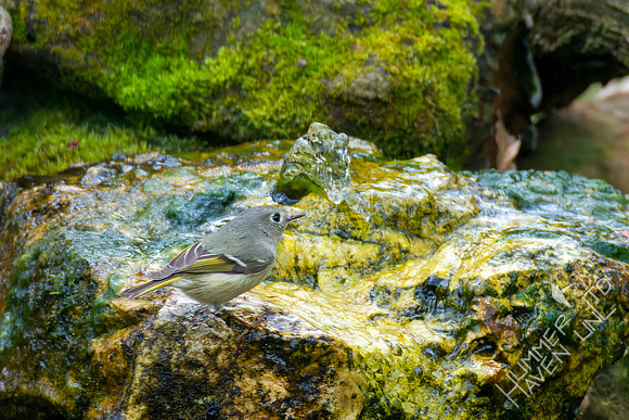4-18-22 Ruby-crowned Kinglet