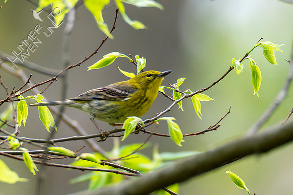 4-29-22 Pine Warbler