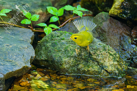 8-31-22 Wilson's Warbler female