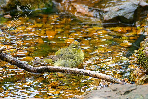 4-22-22 FOY #64 *43 Orange-crowned Warbler