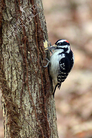 Hairy Woodpecker