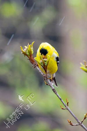 4-8-22 American Goldfinch on Blackhaw (Viburnum prunifolium)