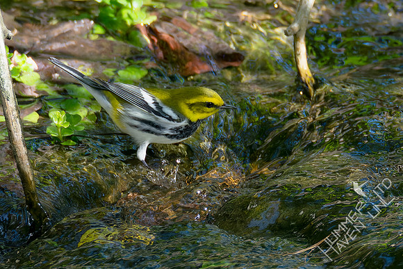 10-6-24 Black-throated Green Warbler