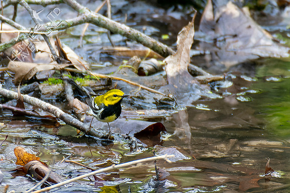 4-29-22 Black-throated Green Warbler