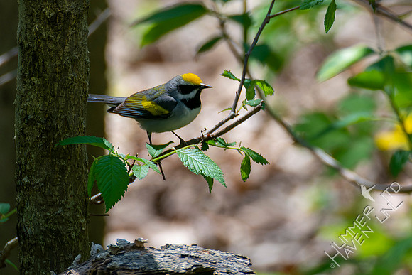 4-26-22 FOY Golden-winged Warbler