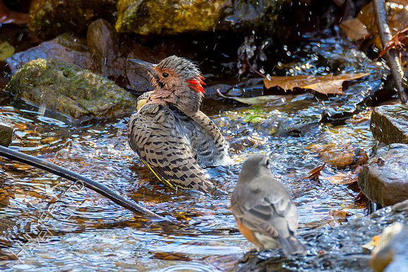 11-11-24 Northern Flicker and American Robin