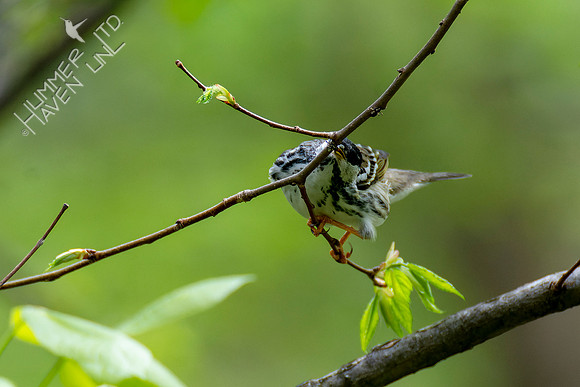 4-28-22 Blackpoll Warbler