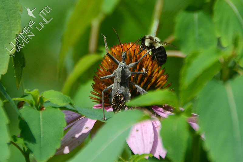 Wheel Bug (Arilus cristatus) on Purple Coneflower (Echinacea purpurea) pushing Bumblebee off