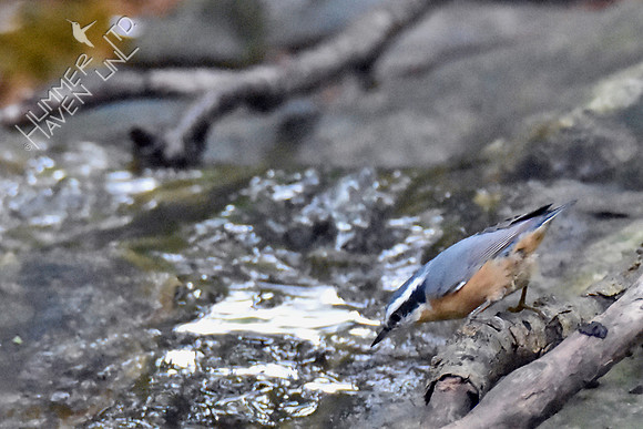 Red-breasted Nuthatch 10-1-16