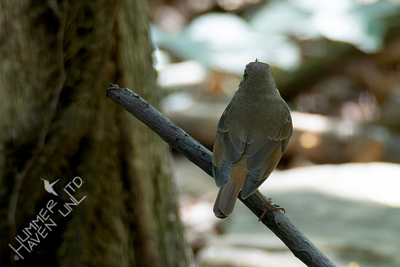 10-6-24 FOS Hermit Thrush