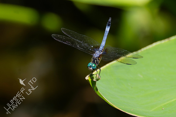 6-27-24 Blue Dasher on Canna