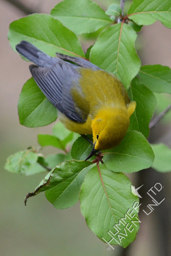 Prothonotary Warbler