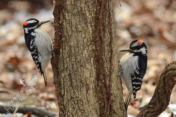 2 Hairy Woodpeckers