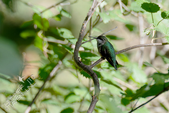 10-9-24 Ruby-throated Hummingbird