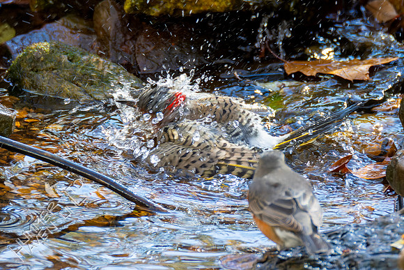 11-11-24 Northern Flicker and American Robin