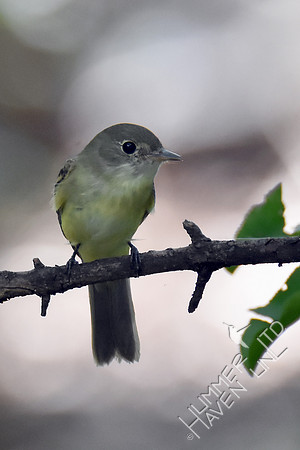 Empidonax - Acadian Flycatcher 8-27-16