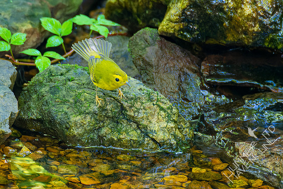 8-31-22 Wilson's Warbler female