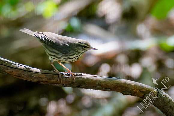 9-26-24 Northern Waterthrush