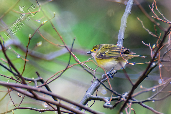 4-13-22 FOY #56 White-eyed Vireo
