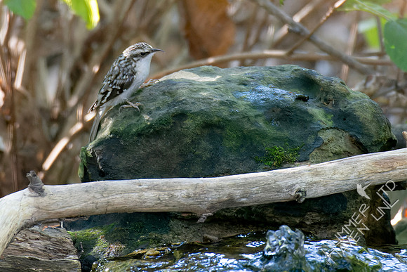 10-9-24 Brown Creeper