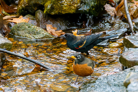 11-14-24 Red-winged Blackbird and American Robin