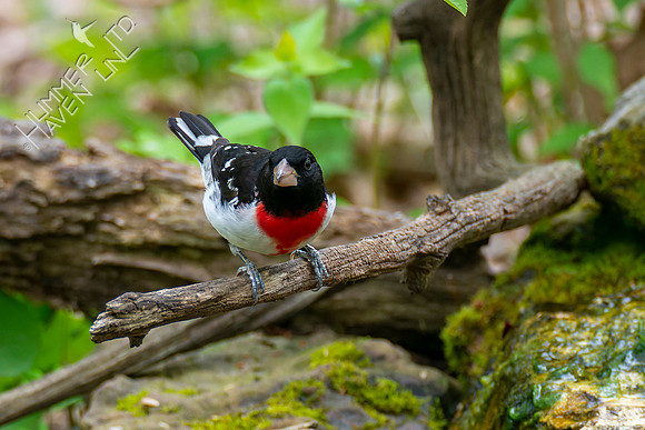 4-28-22 Rose-breasted Grosbeak