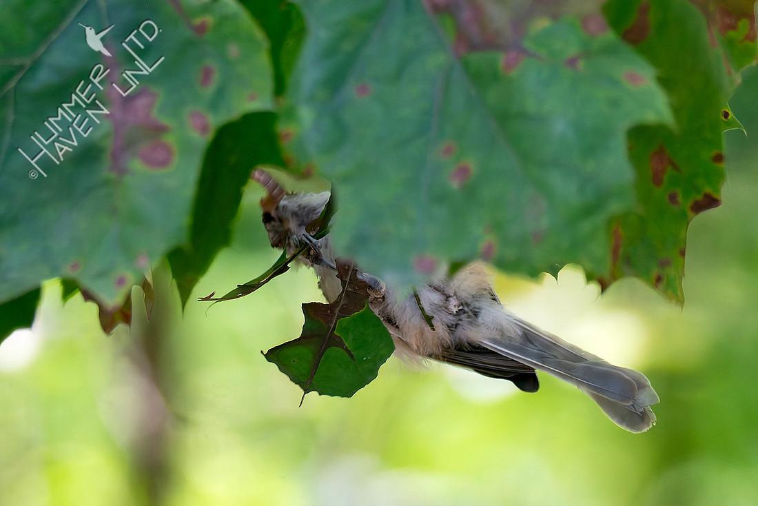 8-13-25 Tufted Titmouse immature grabs caterpillar