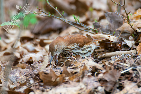 4-15-22 Brown Thrasher