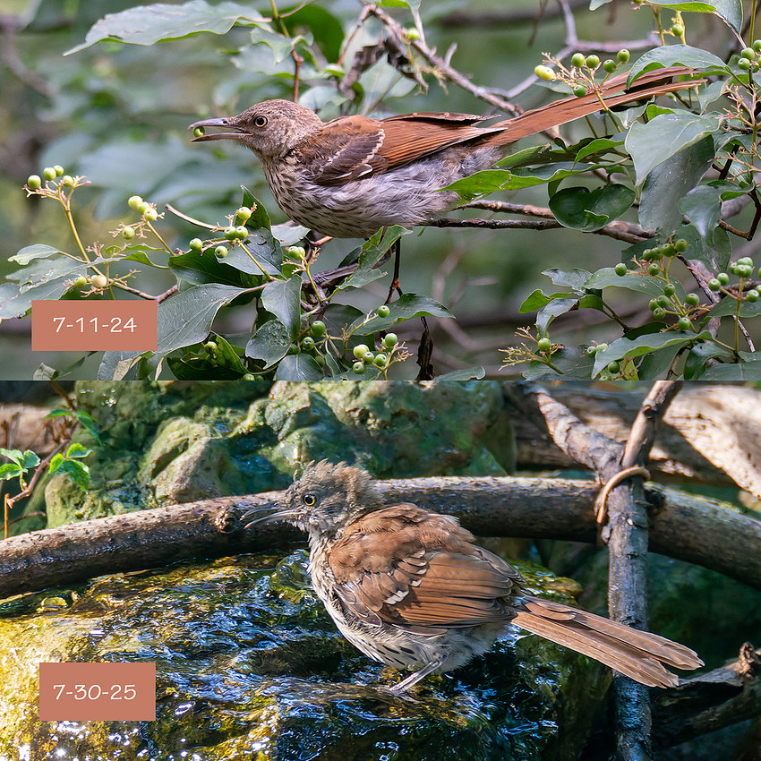 7-30-25 Brown Thrasher immature composite