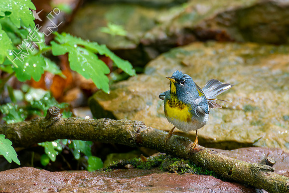 5-4-22 Northern Parula