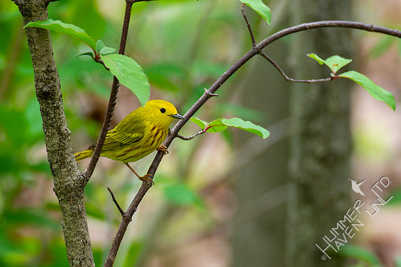 4-29-22 Yellow Warbler