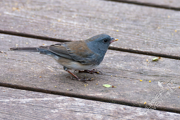 4-15-22 Dark-eyed Junco