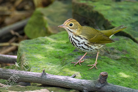 8-30-22 Ovenbird