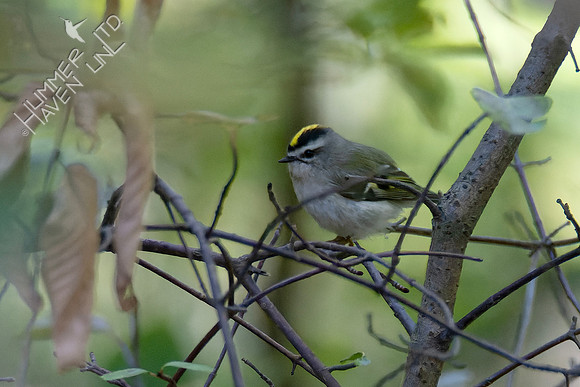 10-8-24 Golden-crowned Kinglet