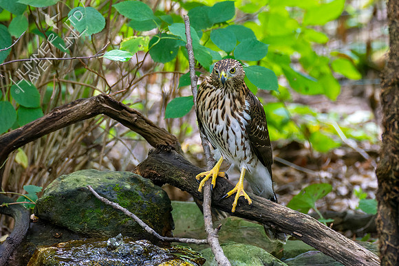 9-22-22 Cooper's Hawk immature