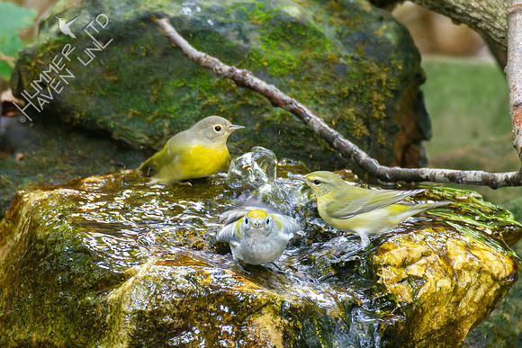 9-23-22 FOS Nashville,  Tennessee and Chestnut-sided Warblers
