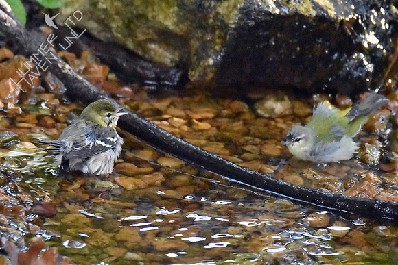 Bay-breasted and Tennessee Warblers 10-5-16