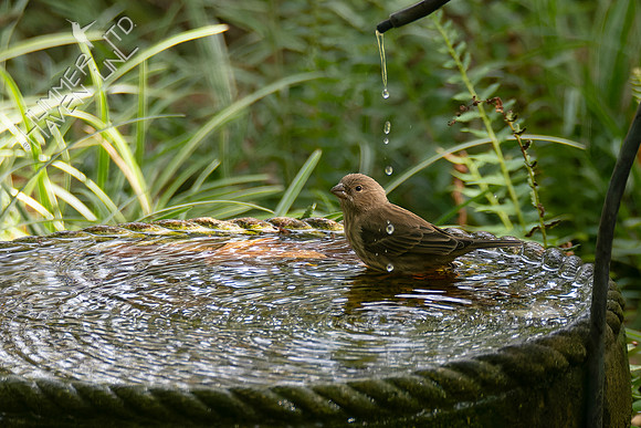 10-14-24 House Finch female