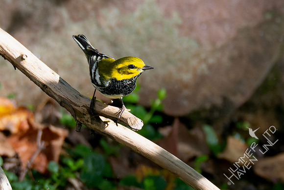 10-6-24 Black-throated Green Warbler