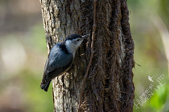 4-16-22 White-breasted Nuthatch female